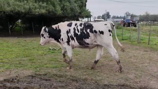 Lote Toros 600kg - , San José