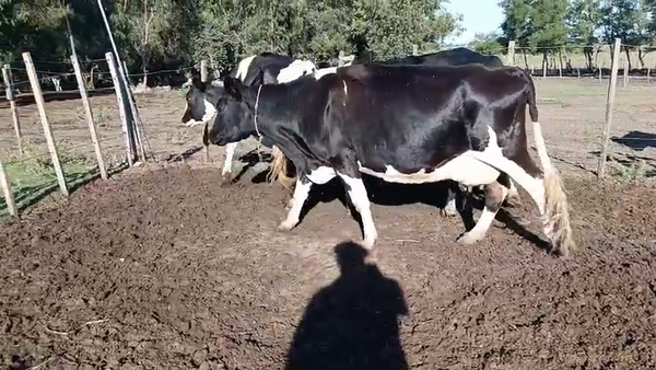 Lote 3 Vaca, San José