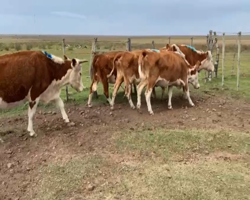 Lote VACAS INVERNADA