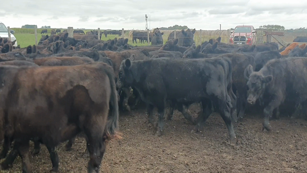 Lote 107 Terneros en Tandil, Buenos Aires