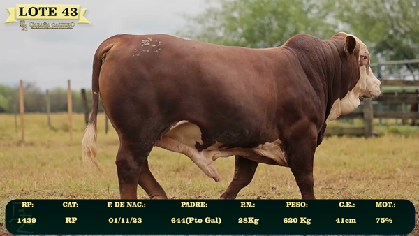 Lote LOTE 43