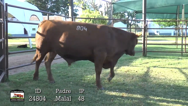 Lote 3 Toros, Artigas