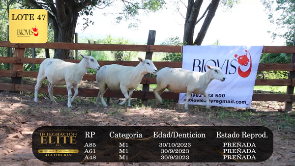 Lote LOTE 47