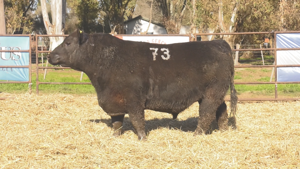 Lote TOROS ANGUS NEGROS  PC