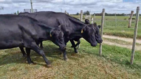 Lote 3 Vaca, San José