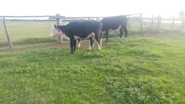 Lote 2 piezas de cria y 1 vaquillona preñada
