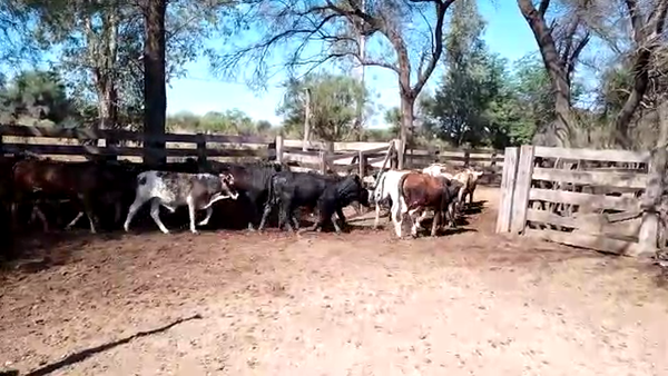 Lote 75 Terneros/as en Monte Quemado, Santiago del Estero