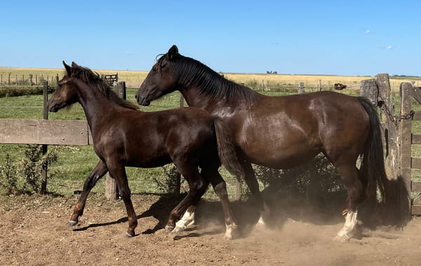 Lote ALTANERO ÑUDOSA. RP 510