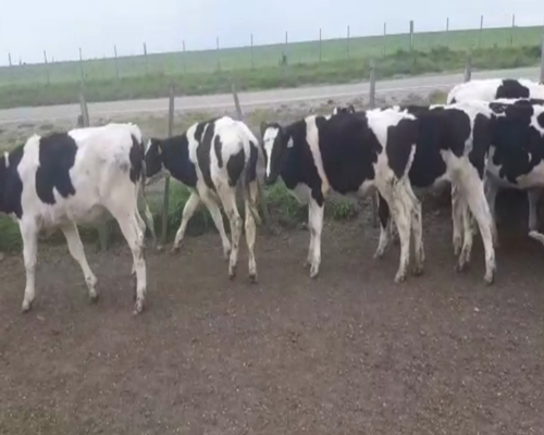Lote (Vendido)42 Terneros holando 160kg -  en rincon de la torre
