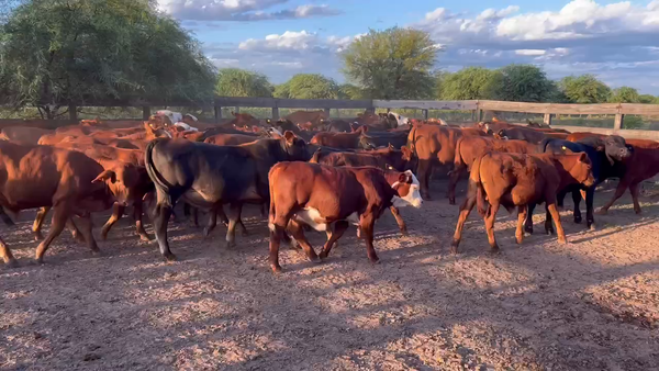 Lote 74 Terneros/as en Juan José Castelli, Chaco