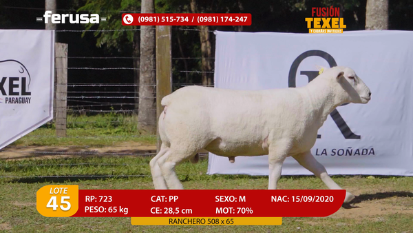 Lote Lote 45