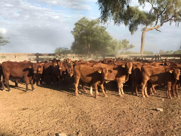 Lote 85 Novillitos en J.J. Castelli, Chaco