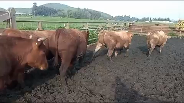 Lote 20 Novillo Gordo en Melipilla, Región Metropolitana