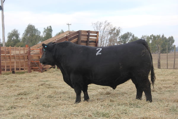 Lote TOROS PUROS DE PEDIGREE