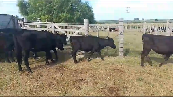 Lote 7 Vaquillonas  Cr en Chamizo