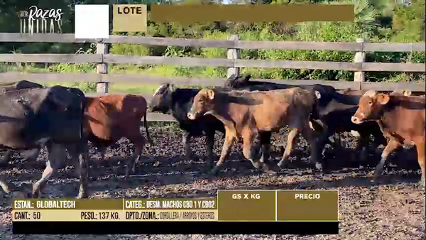 Lote LOTE 19 - 50 DESMAMANTES MACHOS CBO 1 - CBO 2