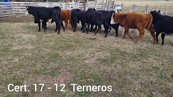 Lote TERNEROS