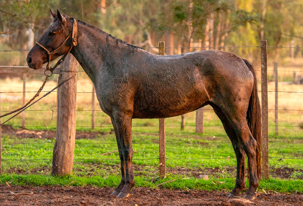 Lote SENTINELA BORDONA