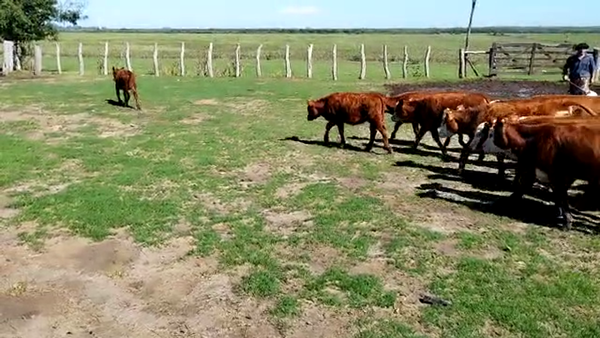 Lote 70 Terneros/as en Maciá, Entre Ríos