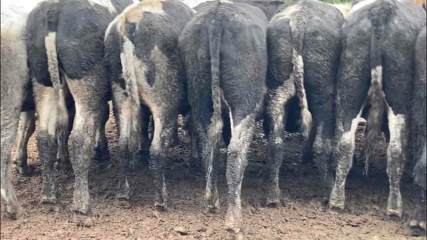 Lote 20 Novillo Gordo en Melipilla, Región Metropolitana