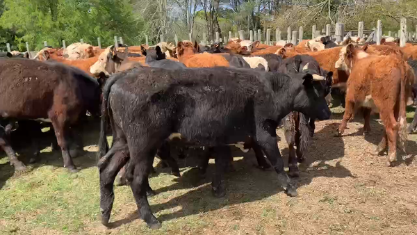 Lote 65 Novillos 2 a 3 años en Melo, Cerro Largo