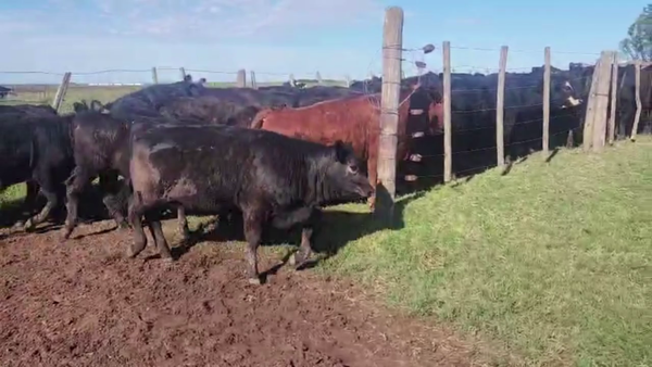 Lote 87 TERNS. MACHOS Y HEMBRAS, GRAL. VILLEGAS, BS. AS.