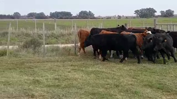 Lote NOVILLOS 1 A 2 AÑOS