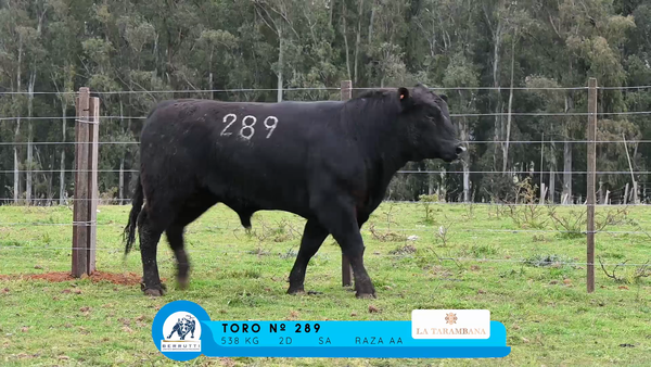 Lote TOROS