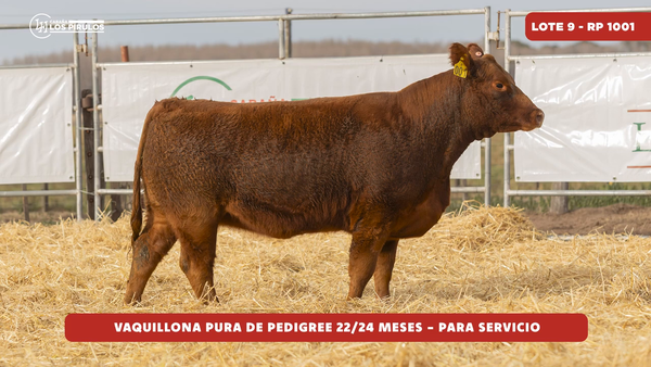 Lote VAQUILLONA PURA DE PEDIGREE - 22/24 meses - sin servicio