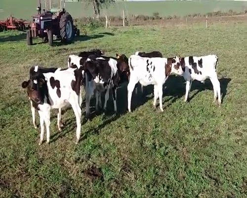 Lote (Vendido)10 Terneros HO 60kg -  en AGRACIADA