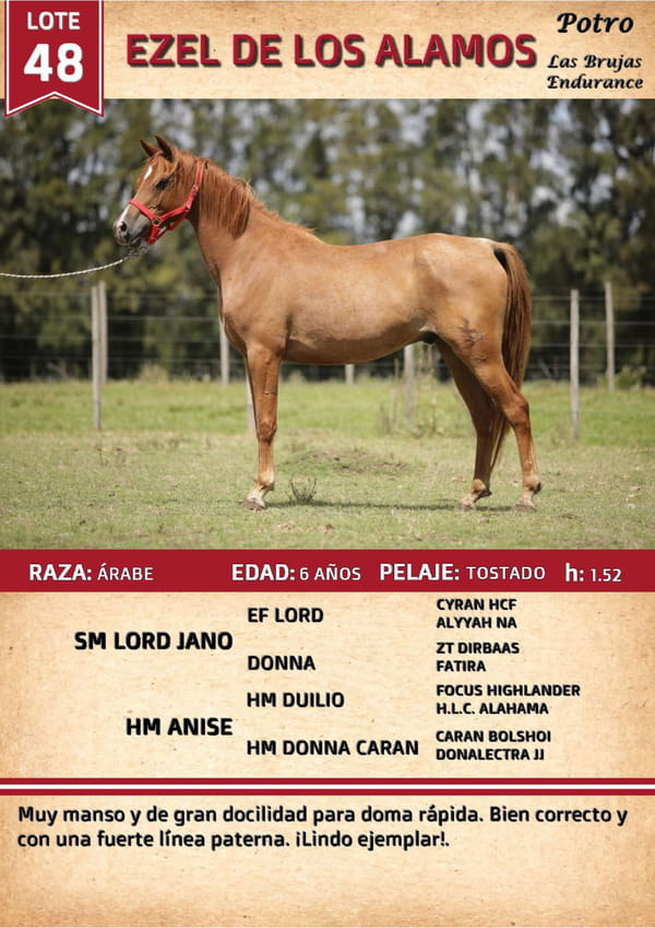 Lote EZEL DE LOS ALAMOS