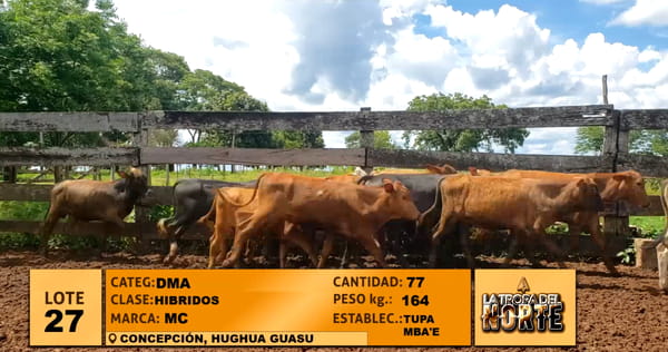 Lote Lote 27