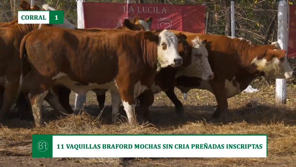 Lote 11 VAQUILLAS BRAFORD MOCHAS SIN CRIA PREÑADAS INSCRIPTAS