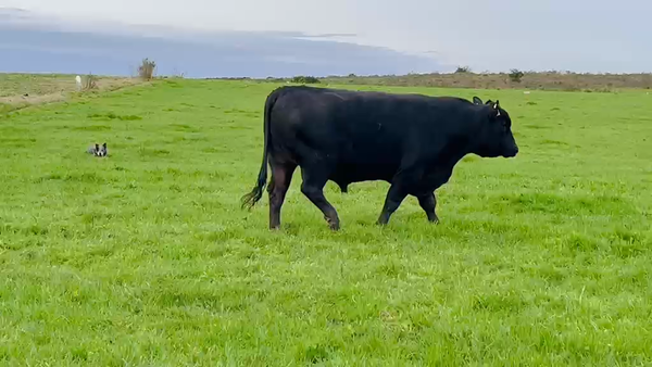Lote Toros 650kg - , San José