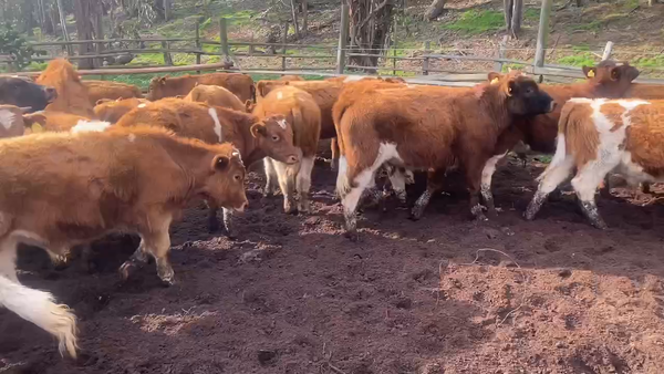 Lote 30 Ternero en Nogales, V  Región Valparaíso