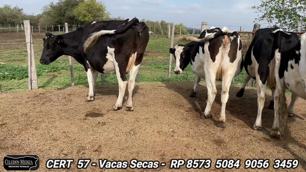 Lote 4 Vacas preñadas en Colonia