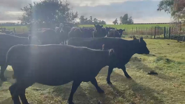 Lote 30 Vacas Nuevas PÑ en Pehuajó