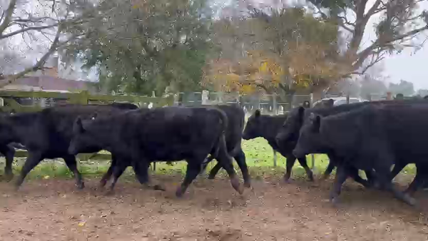 Lote 36 Vaquillonas preñadas