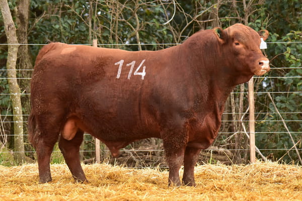 2067 — TOROS BRANGUS
