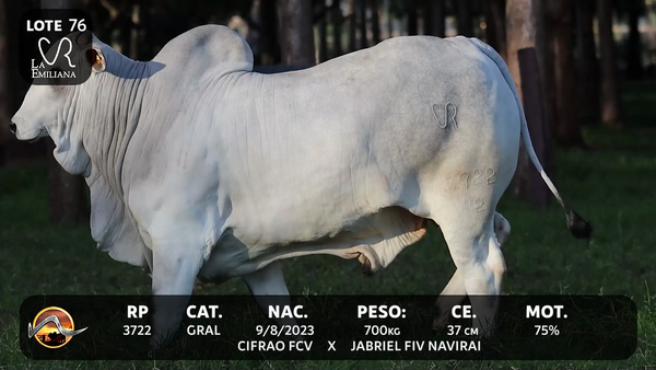 Lote LOTE 76