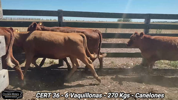 Lote 6 Vaquillonas 1 a 2 años en Canelones