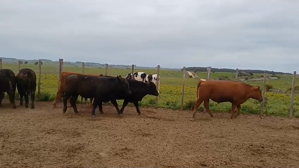 Lote (Vendido)9 Terneros ANGUS 290kg -  en SAN JUAN