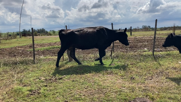 Lote 12 Piezas de cría en Colonia