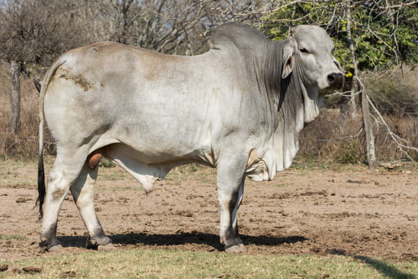 Lote Corral 17 - CABAÑA DON TOMAS