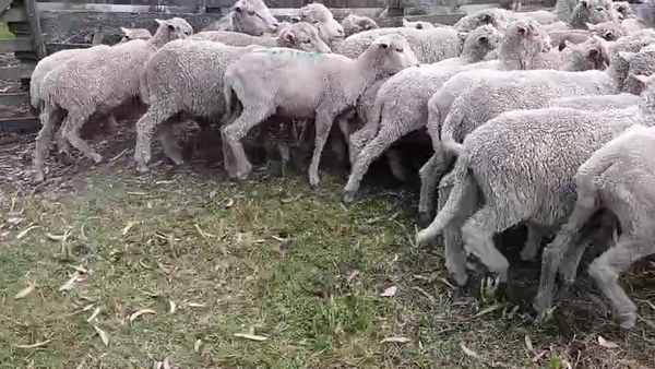 Lote 40 Corderos 35kg - , San José