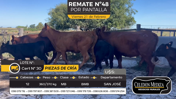 Lote 12 Piezas de cría en Otra Localidad, San José