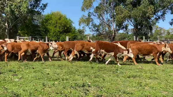 Lote 56 Novillos en Ituzaingó, Corrientes