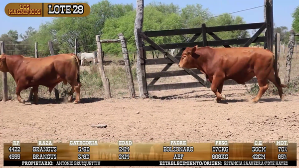Lote LOTE 28- POR PANTALLA