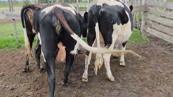 Lote 3 Vaquillonas  450kg - , San José