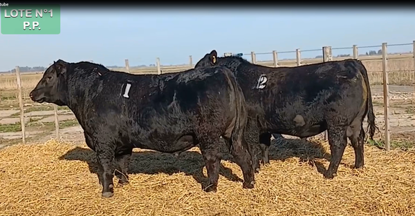 Lote TOROS PURO DE PEDIGREE